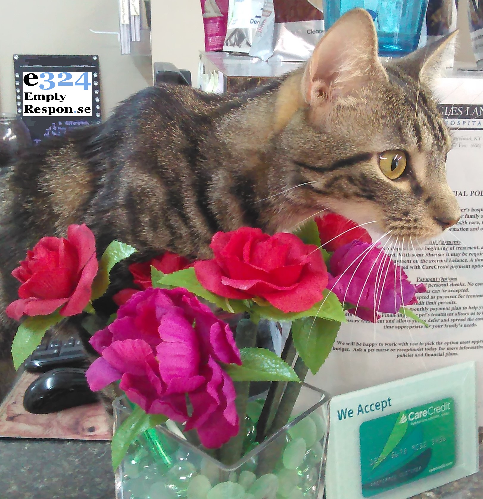An image of a majestic cat perched on a desk peering through pens that resemble flowers.